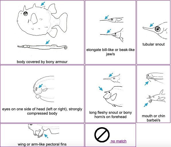 How to identify a fish