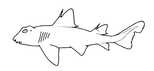 Heterodontus francisci (PACIFIC HORNSHARK)