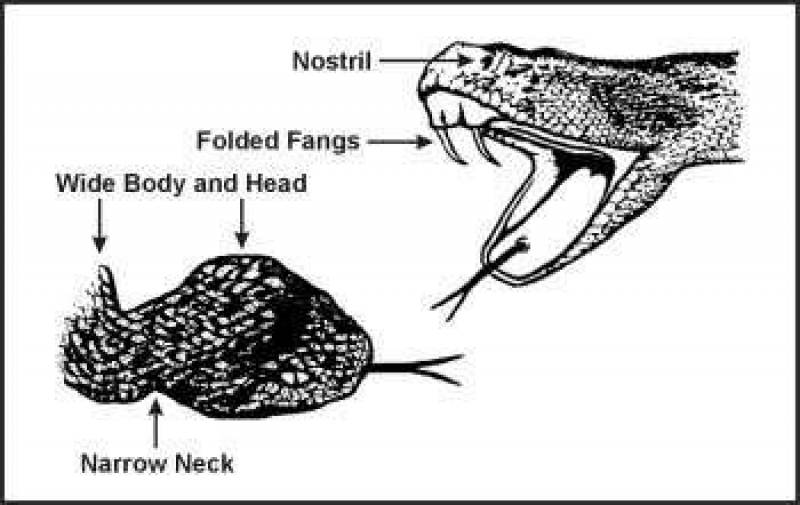 /* Figure E-4. Positive Identification of Vipers */