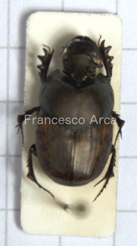 Sardinian Insects: Onthophagus vacca