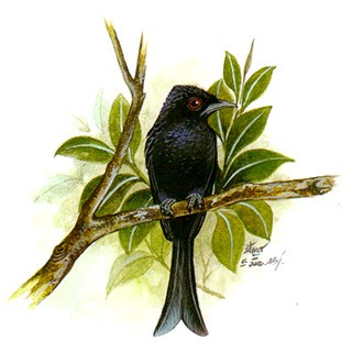 Bronzed Drongo (Dicrurus aeneus)