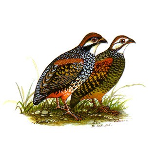 Chinese Francolin (Francolinus pintadeanus)