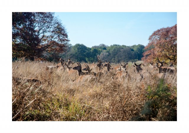 I cervi a Richmond Park (London)