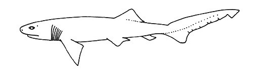 Notorynchus maculatus (BROADNOSE SEVEN-GILL SHARK)