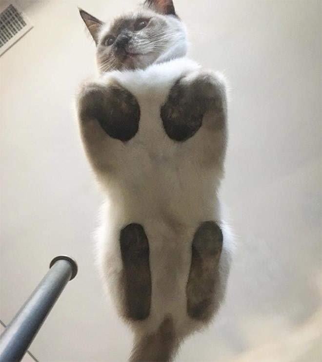 Cat on a table