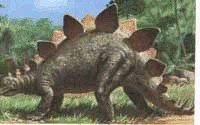 Stegosaurus