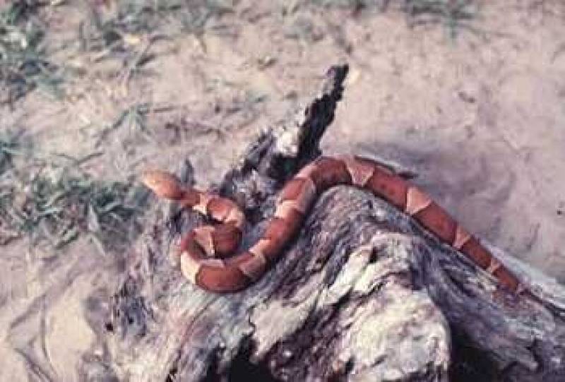 /* American copperhead */ /_ Agkistrodon contortrix _/