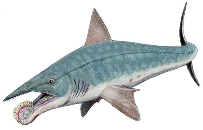 Helicoprion bessonovi