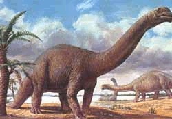 Diplodocus