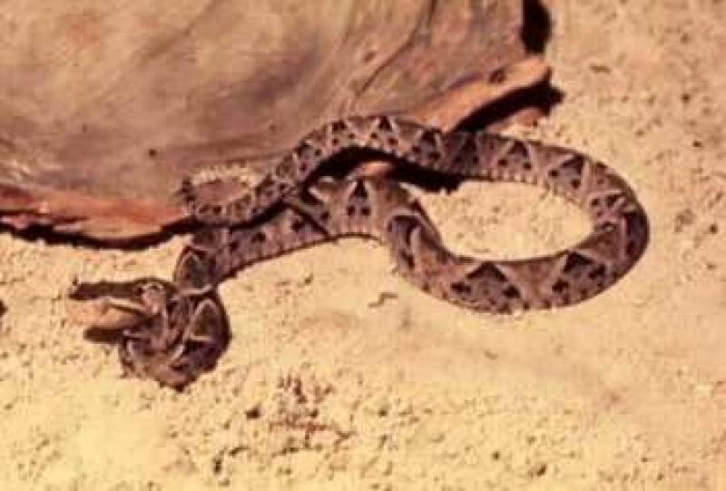 /* Fer-de-lance */ /_ Bothrops atrox _/