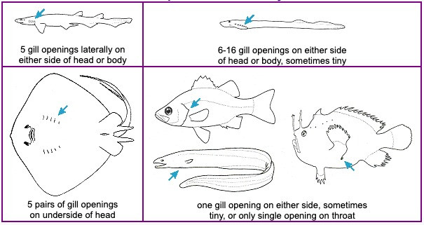 How to identify a fish