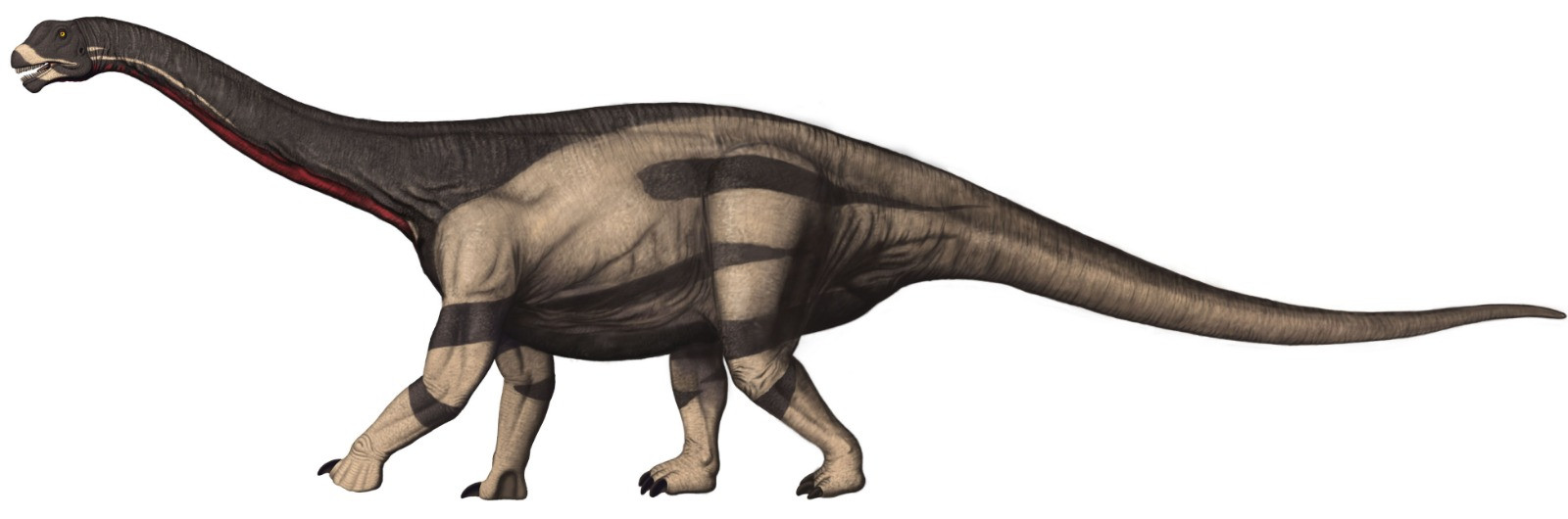 Camarasaurus is identical to Barosaurus with the exception of a shorter neck and tail. Could a small