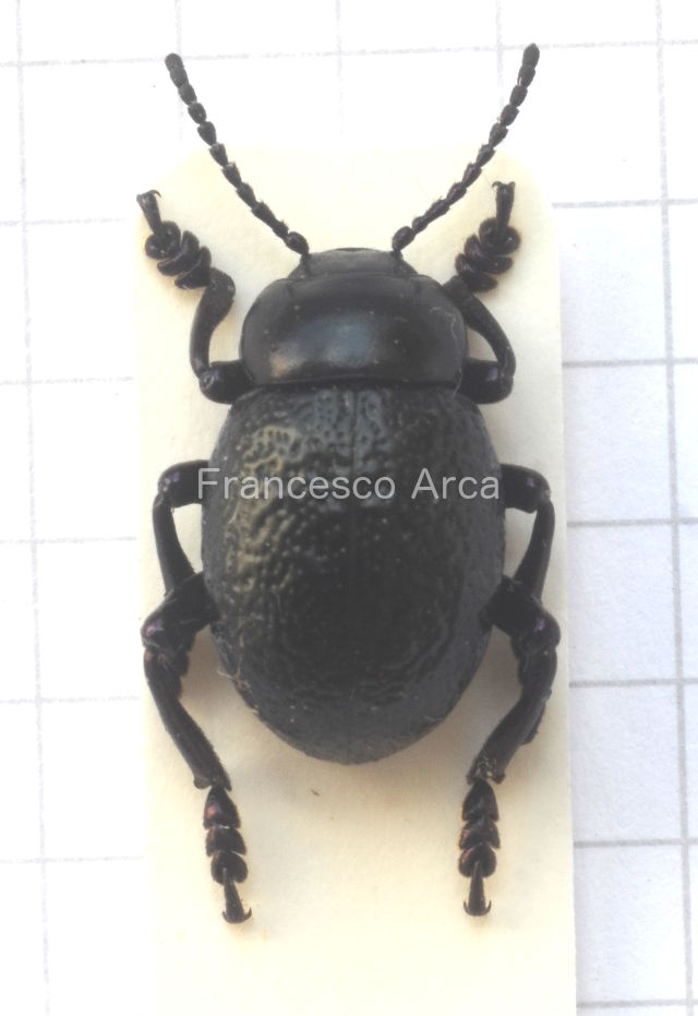 Sardinian Insects: Timarcha sp.