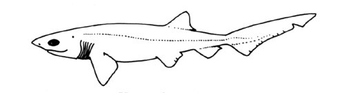 Hexanchus griseus (BLUNTNOSE SIX-GILL SHARK, COW SHARK, MUD SHARK)