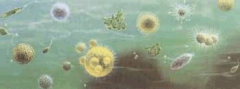 Primordial Bacterial Broth - Some unicellular organisms, yellow and the Volvox the first being that 