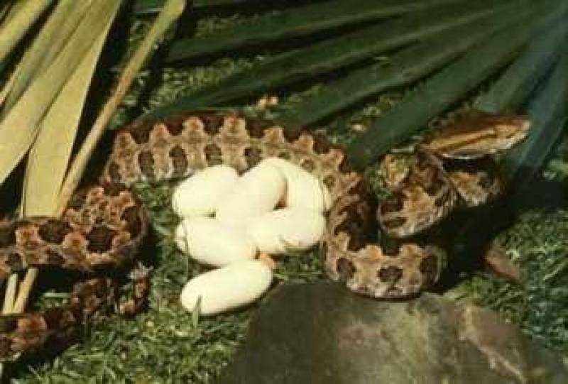 /* Habu pit viper */ /_ Trimeresurus flavoviridis _/