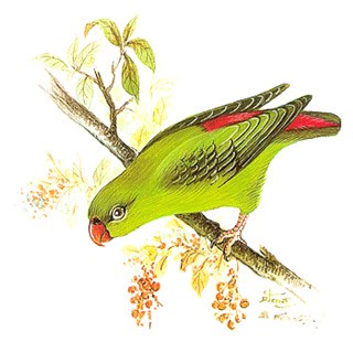 Vernal Hanging Parrot (Loriculus vernalis)