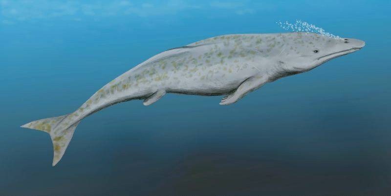 Rhodocetus reconstruction