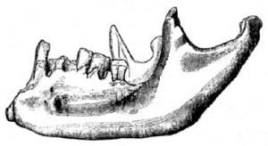 Dr Robert Collyer’s drawing of the jaw