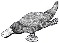 Platypus