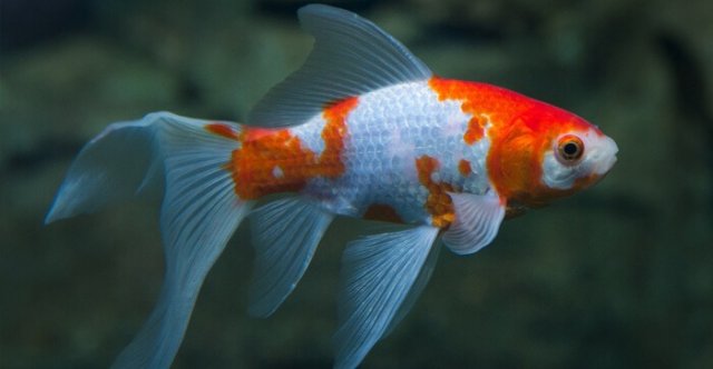 Comet goldfish