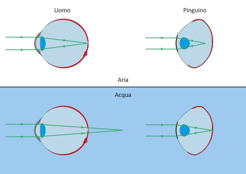 A fishman's eye may have been similar to that of a penguin, whose flattened cornea allows for good u