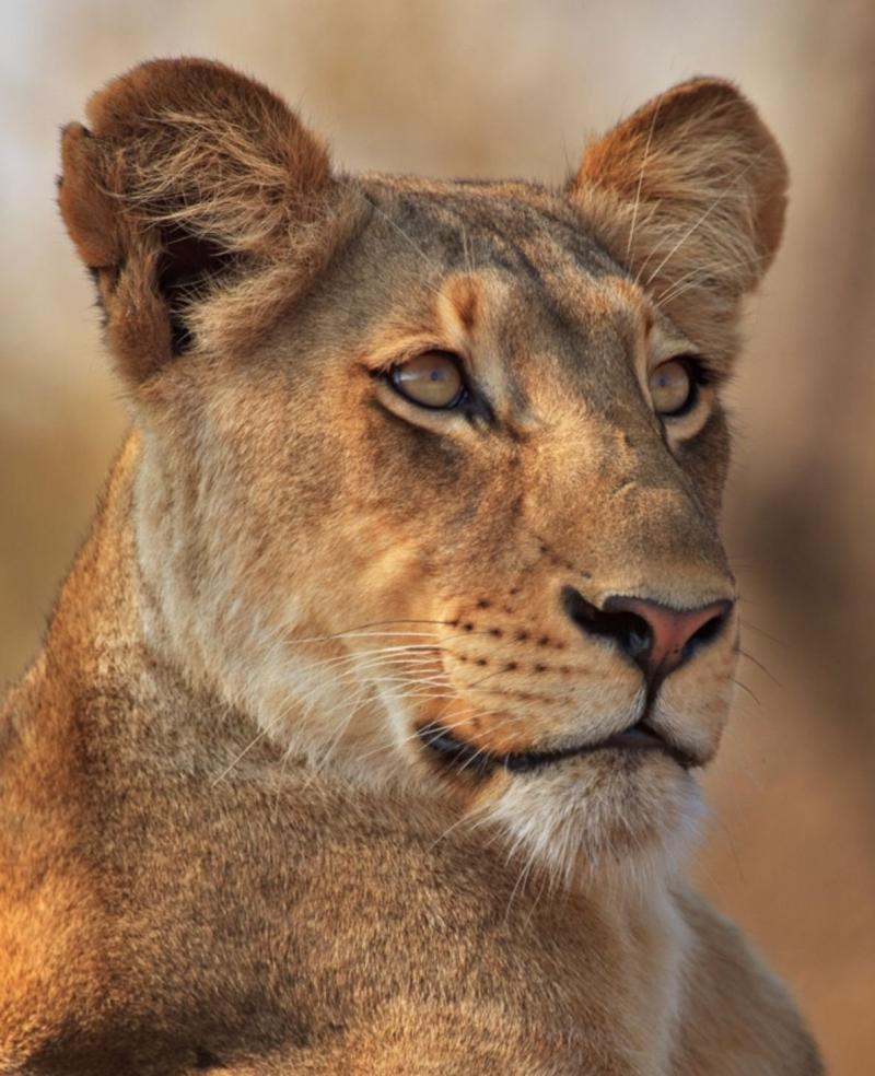 Leoaica Tânără, Iubirea (Love, Young Lioness) by Nichita Stanescu