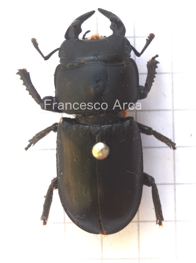 Sardinian Insects: Dorcus parallelipipedus