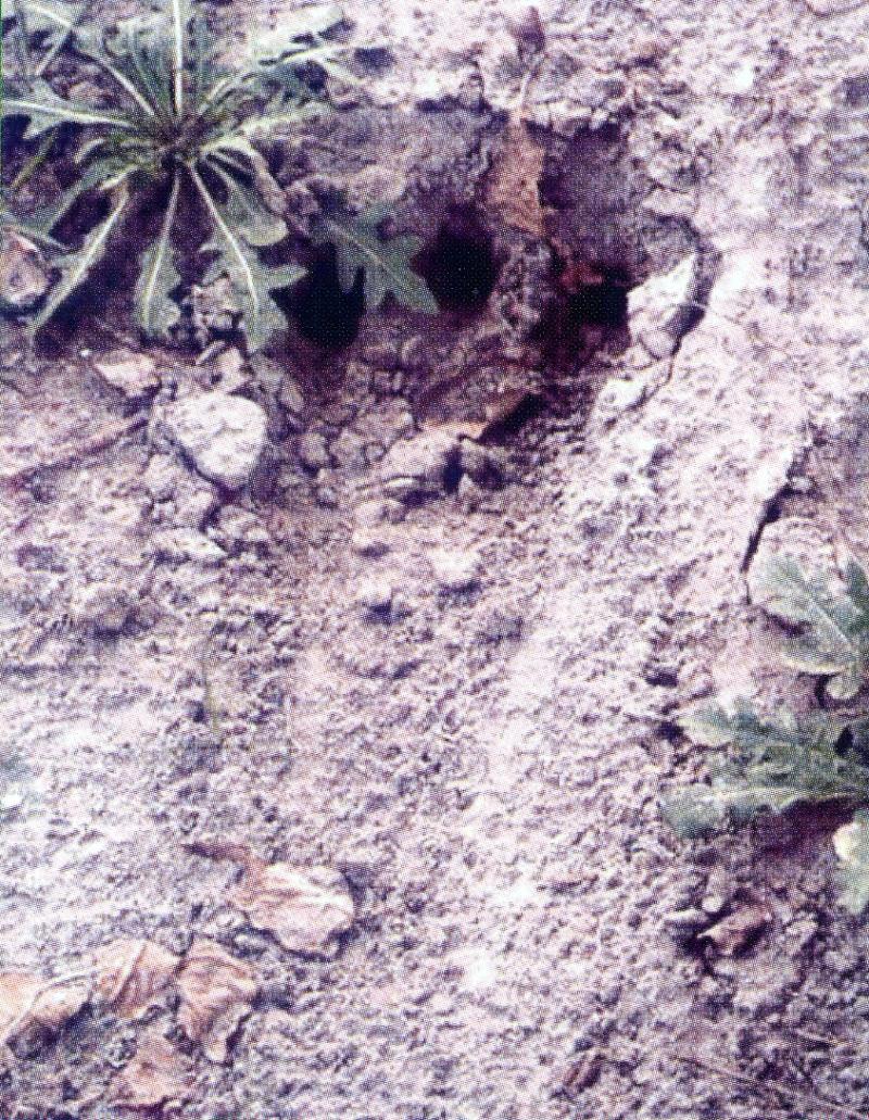 Photo 2. Footprints of the HOMO SAURUS