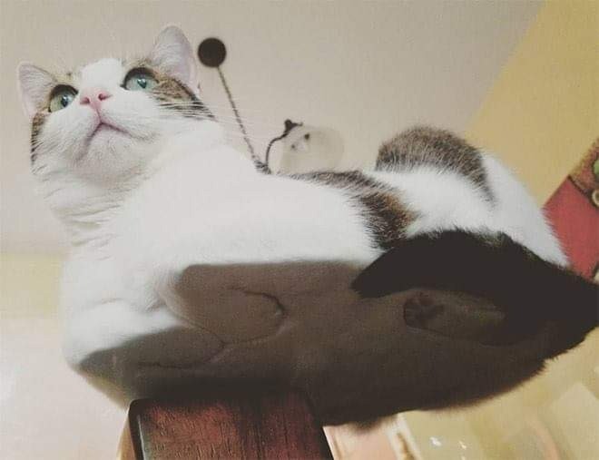 Cat on a table