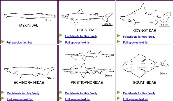 How to identify a fish